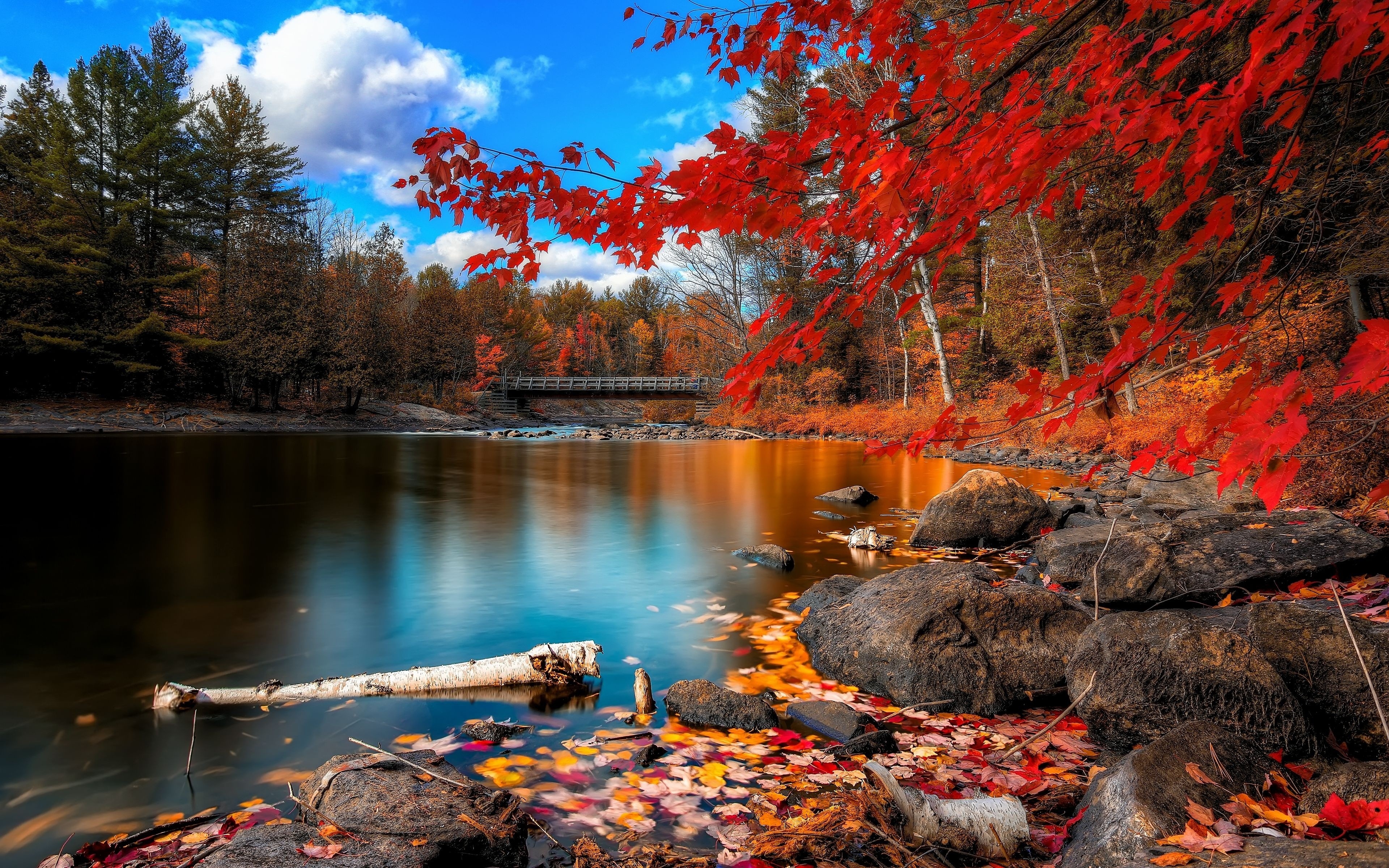 910 Fall HD Wallpapers | Backgrounds - Wallpaper Abyss