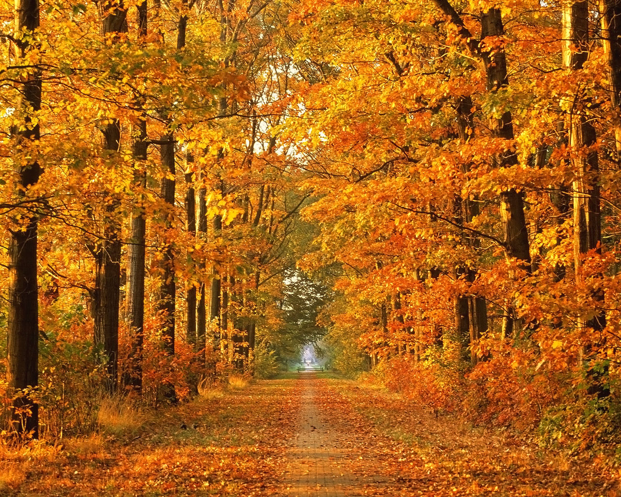 Collection of Autumn Background Pictures on HDWallpapers