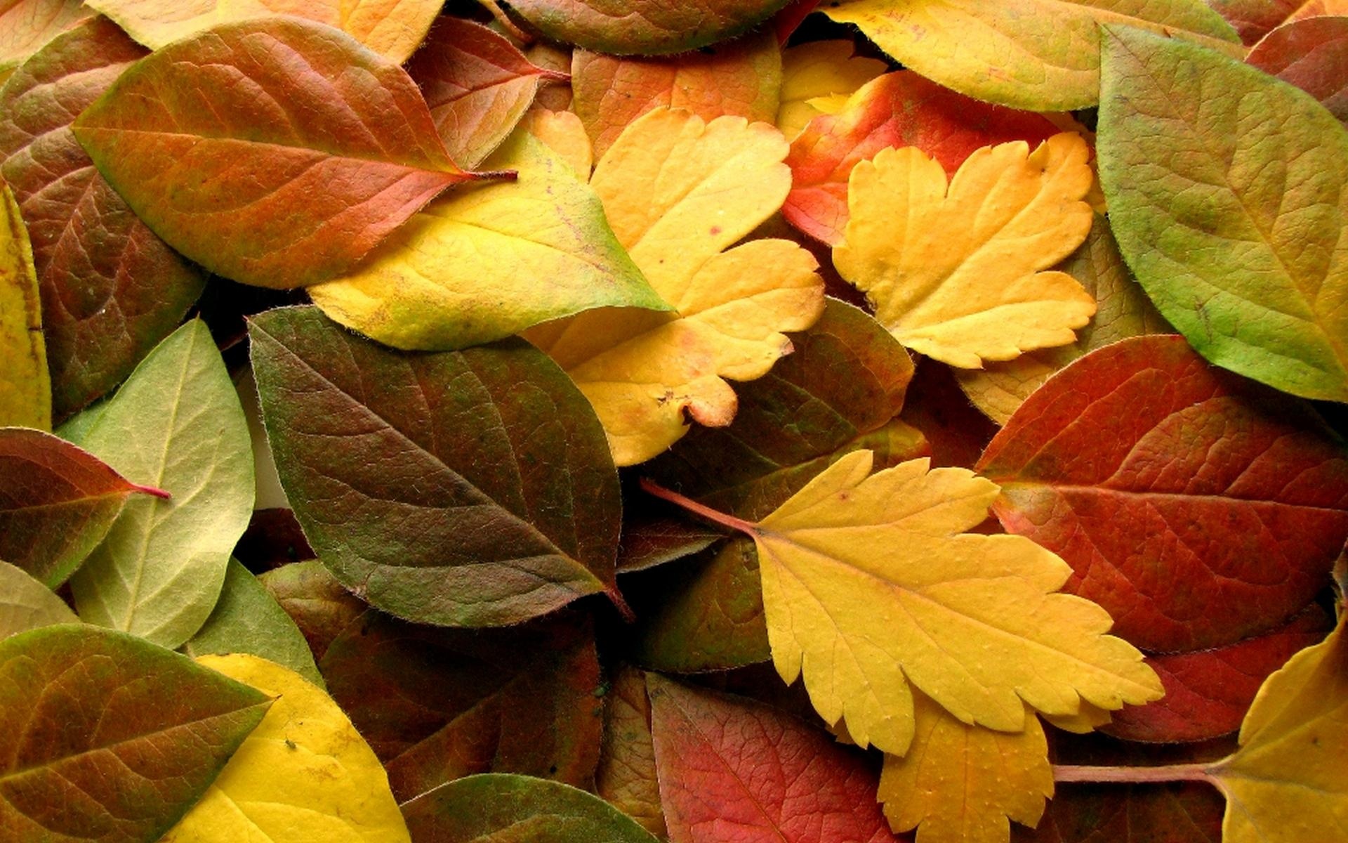 Autumn Wallpapers, 48 Best HD Images of Autumn, High Resolution