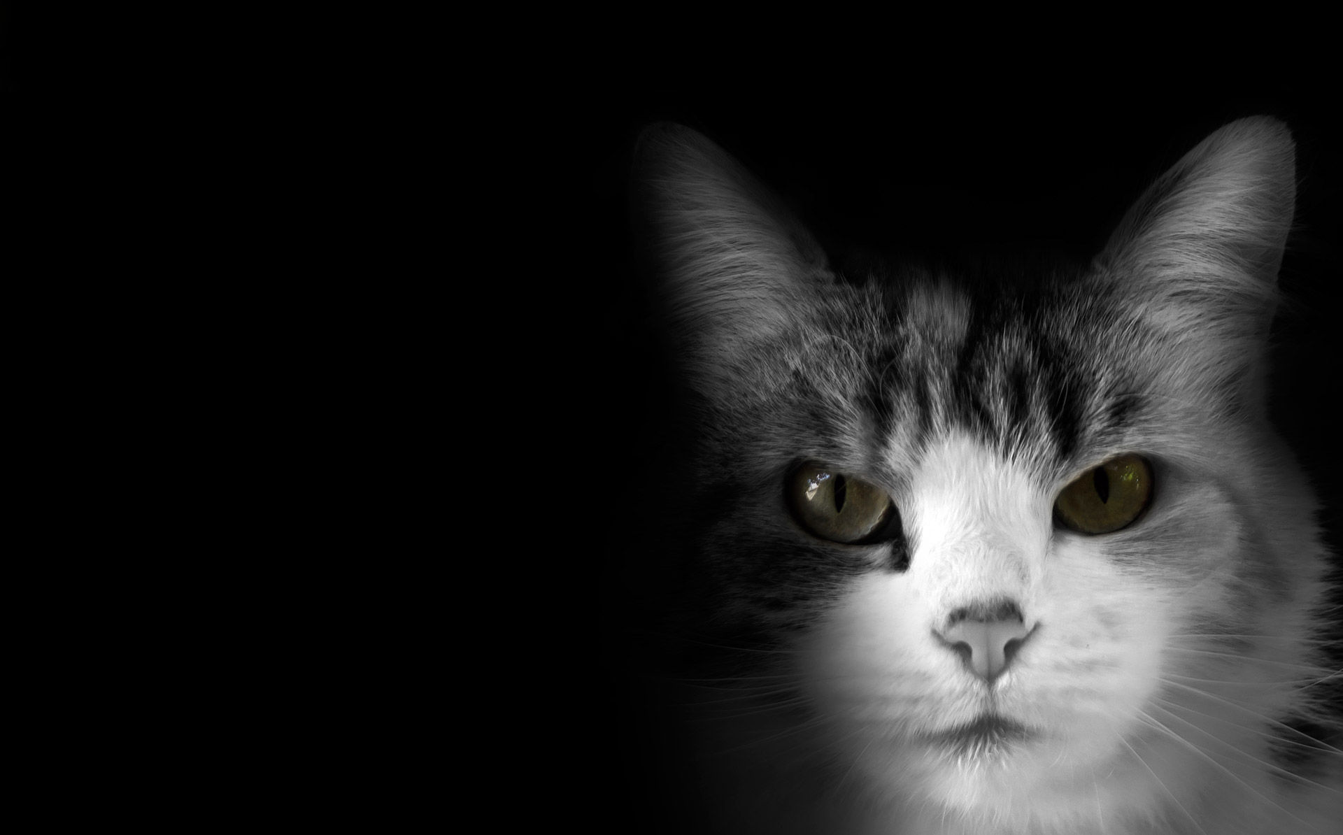 Cat On Black Background Free Stock Photo - Public Domain Pictures