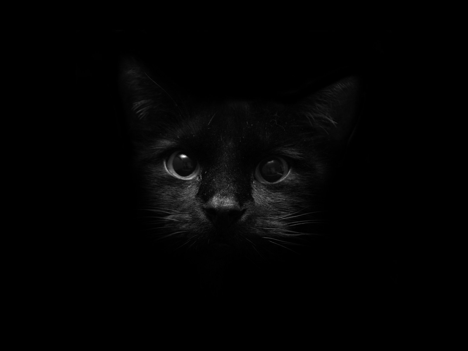 6205 Cat HD Wallpapers | Backgrounds - Wallpaper Abyss