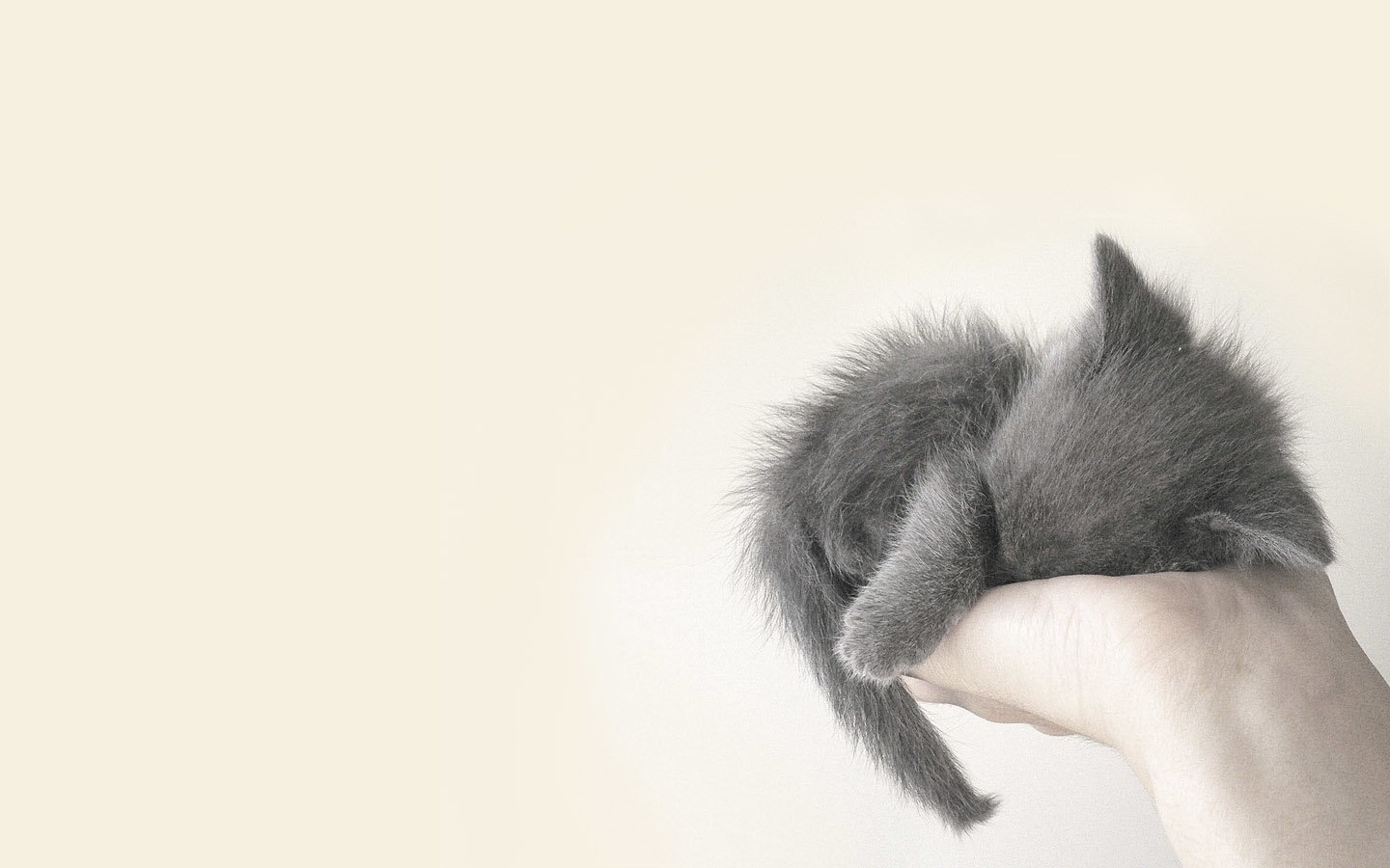 6205 Cat HD Wallpapers | Backgrounds - Wallpaper Abyss