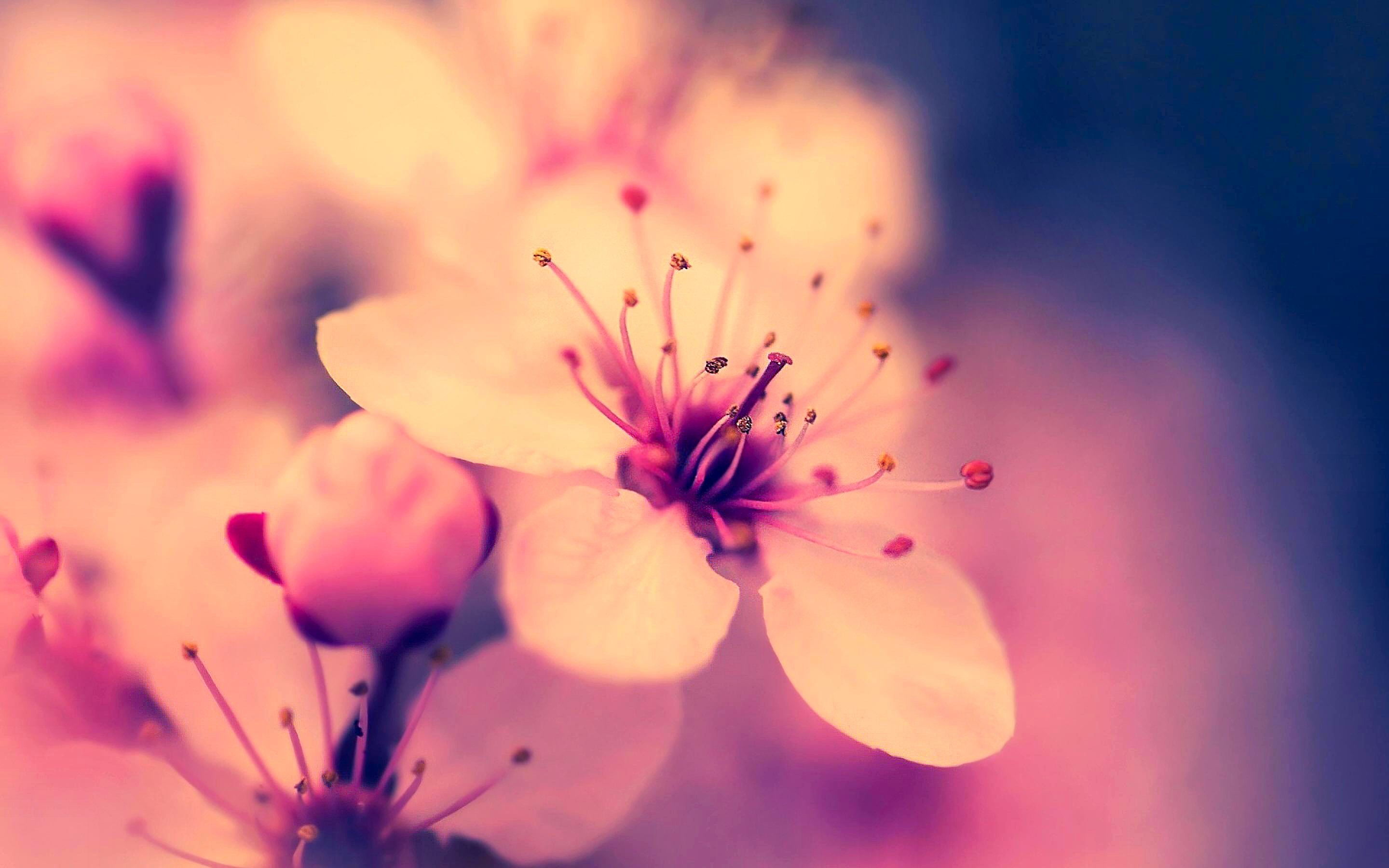 4618 Flower HD Wallpapers | Backgrounds - Wallpaper Abyss