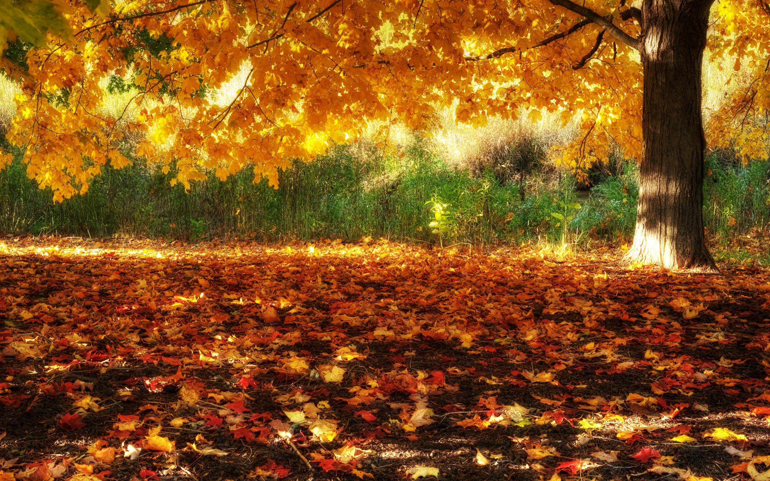 Beautiful Fall Pictures Wallpapers - Wallpaper Cave