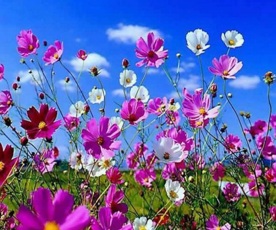 Beautiful Flower - Android Apps on Google Play