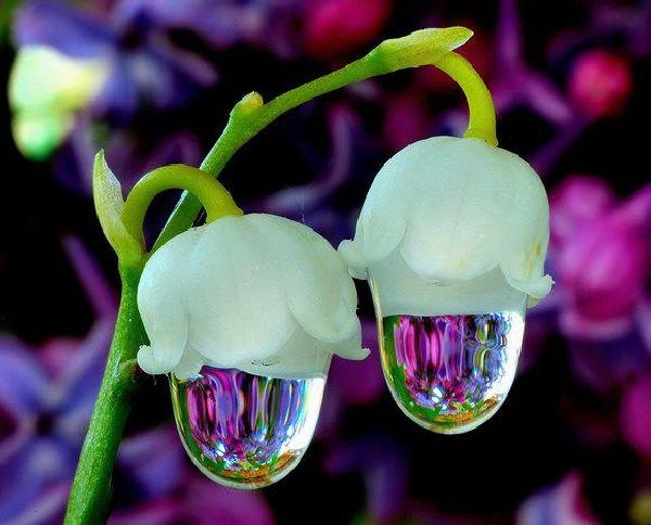1000+ ideas about Beautiful Flowers on Pinterest | Pretty flowers