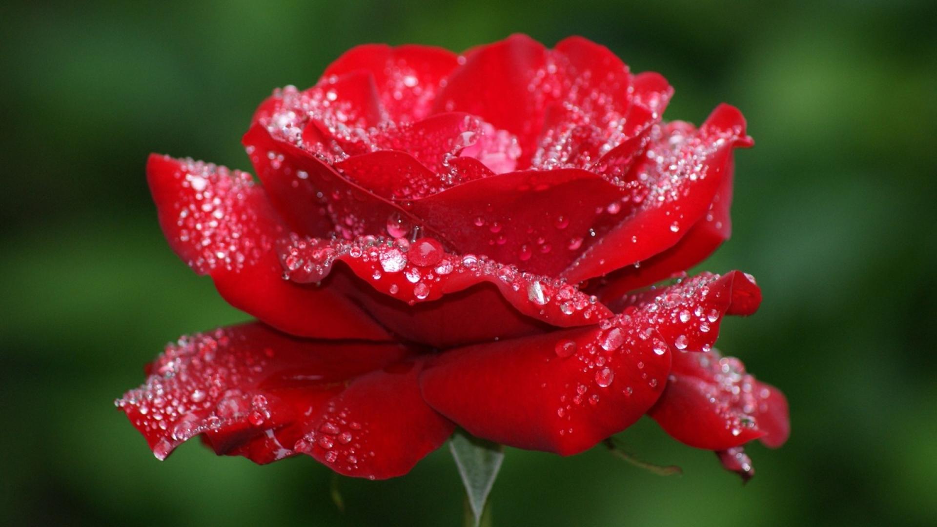 Red-rose-with-dew-drops (1) | Amazing Flower | Pinterest