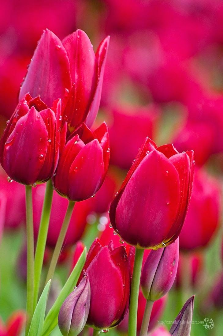 1000+ ideas about Beautiful Flowers on Pinterest | Pretty flowers