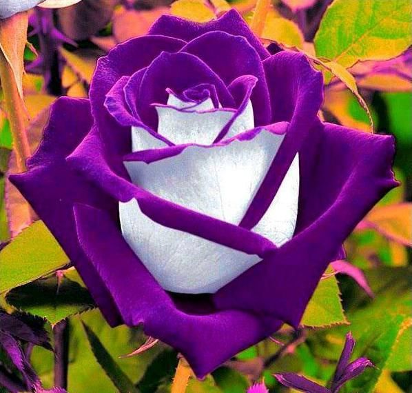 1000+ ideas about Beautiful Roses on Pinterest | Roses, Purple