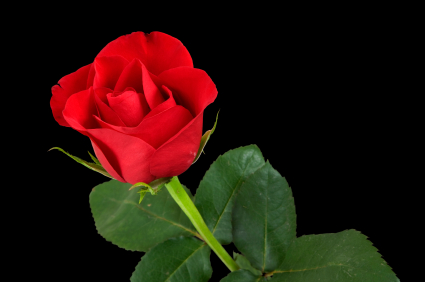 red roses, most popular rose, rose wallpapers, beautiful rose, red