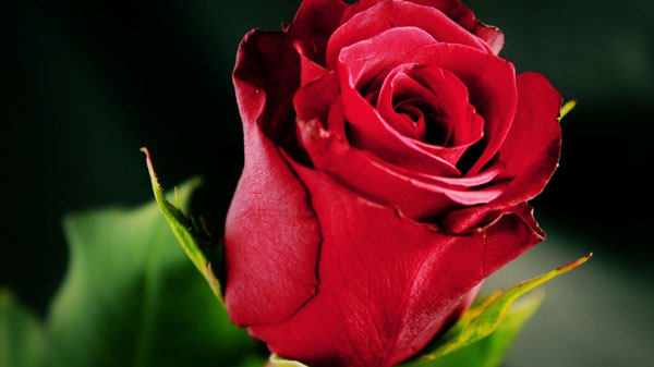 17 Beautiful Red Rose Wallpapers