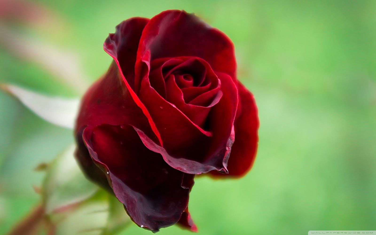 Single Red Rose Wallpapers - Wallpaper Cave