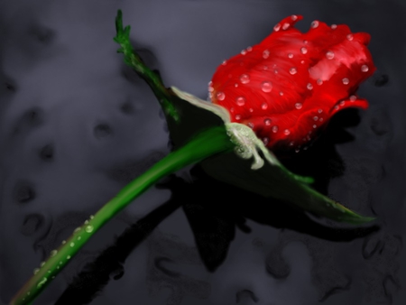 A beautiful single red rose  - Roses Wallpapers and Images