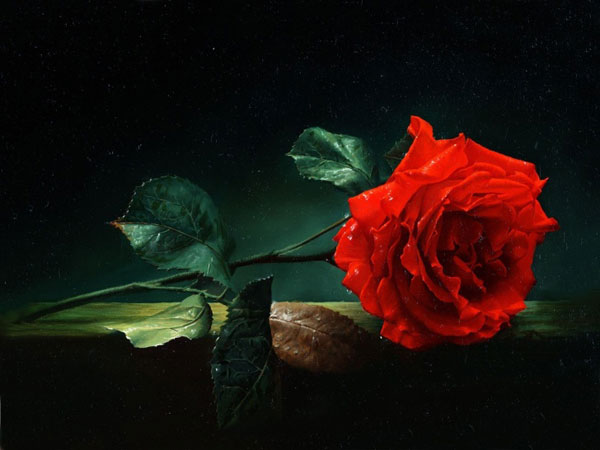 17 Beautiful Red Rose Wallpapers
