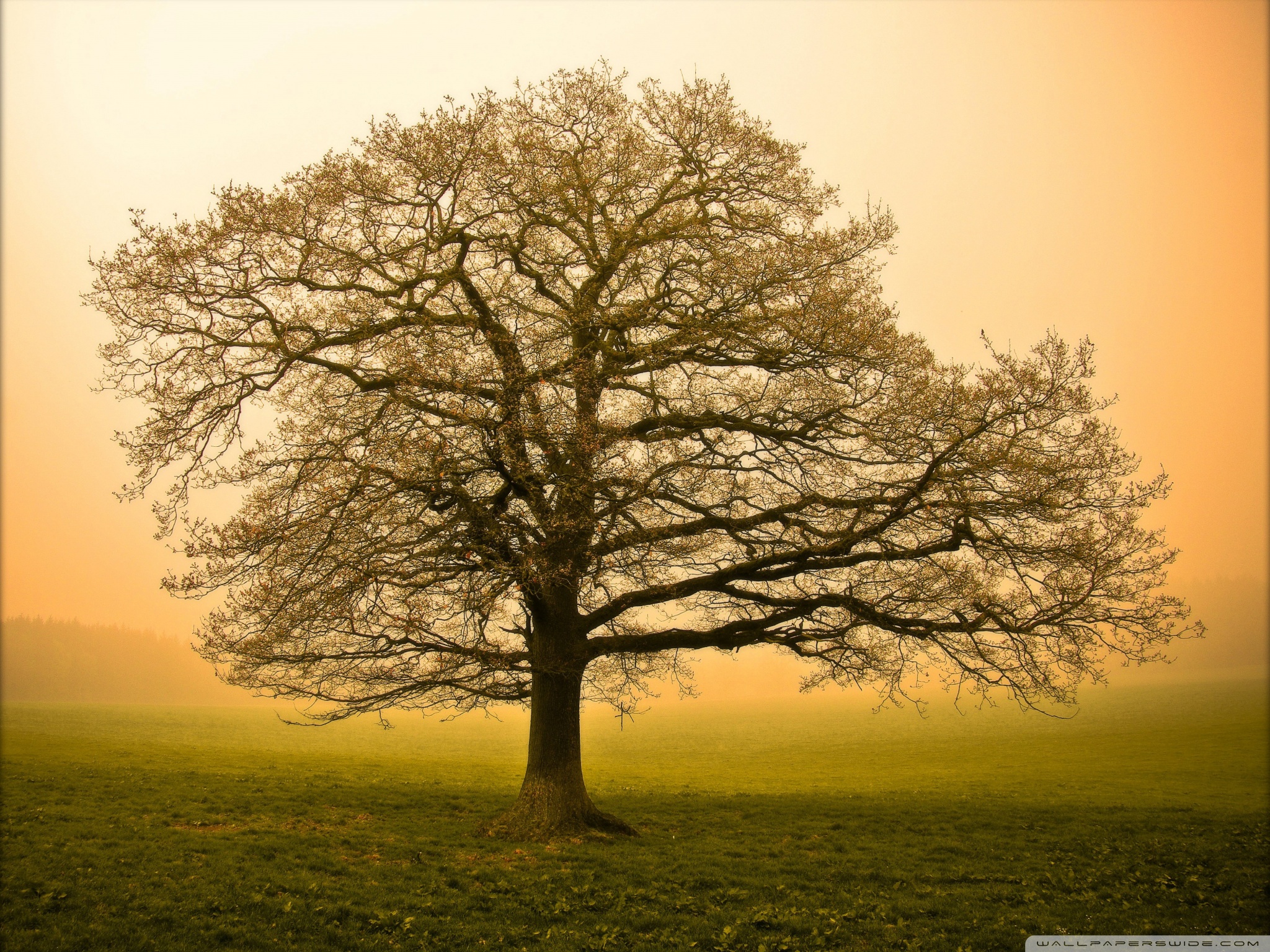 Beautiful Tree HD desktop wallpaper : Widescreen : Fullscreen