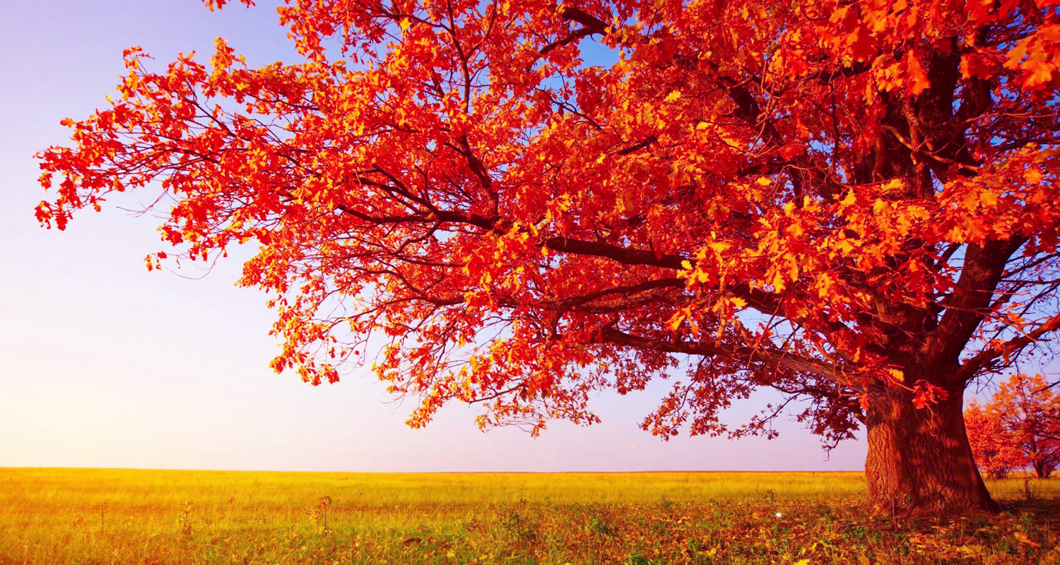 47+ Beautiful Tree HD Wallpapers, For Free Download