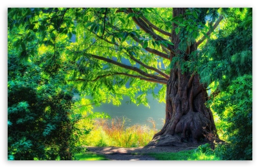 Beautiful Tree HD desktop wallpaper : High Definition : Fullscreen