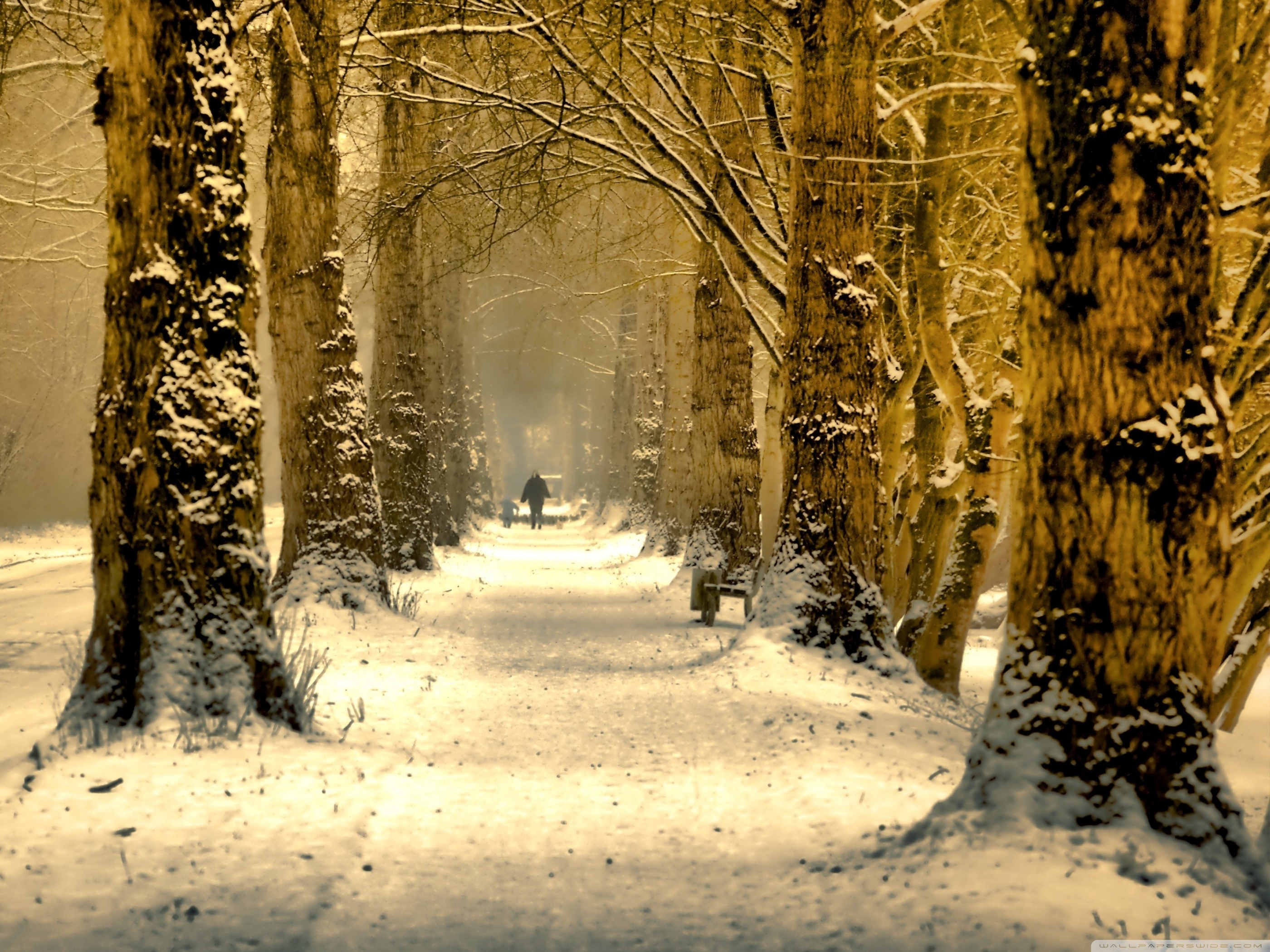 Beautiful Tree Alley, Winter HD desktop wallpaper : Fullscreen