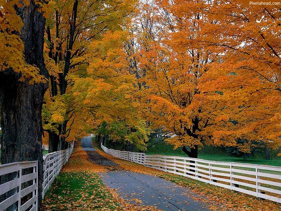 Best Fall Color In Michigan | Best Autumn Wallpaper thumb Autumn