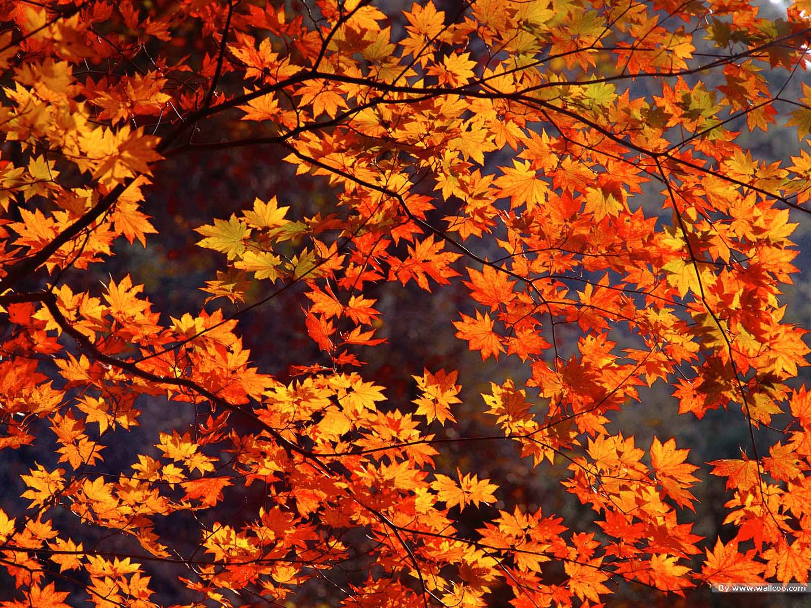 Collection of Best Fall Wallpapers on HDWallpapers