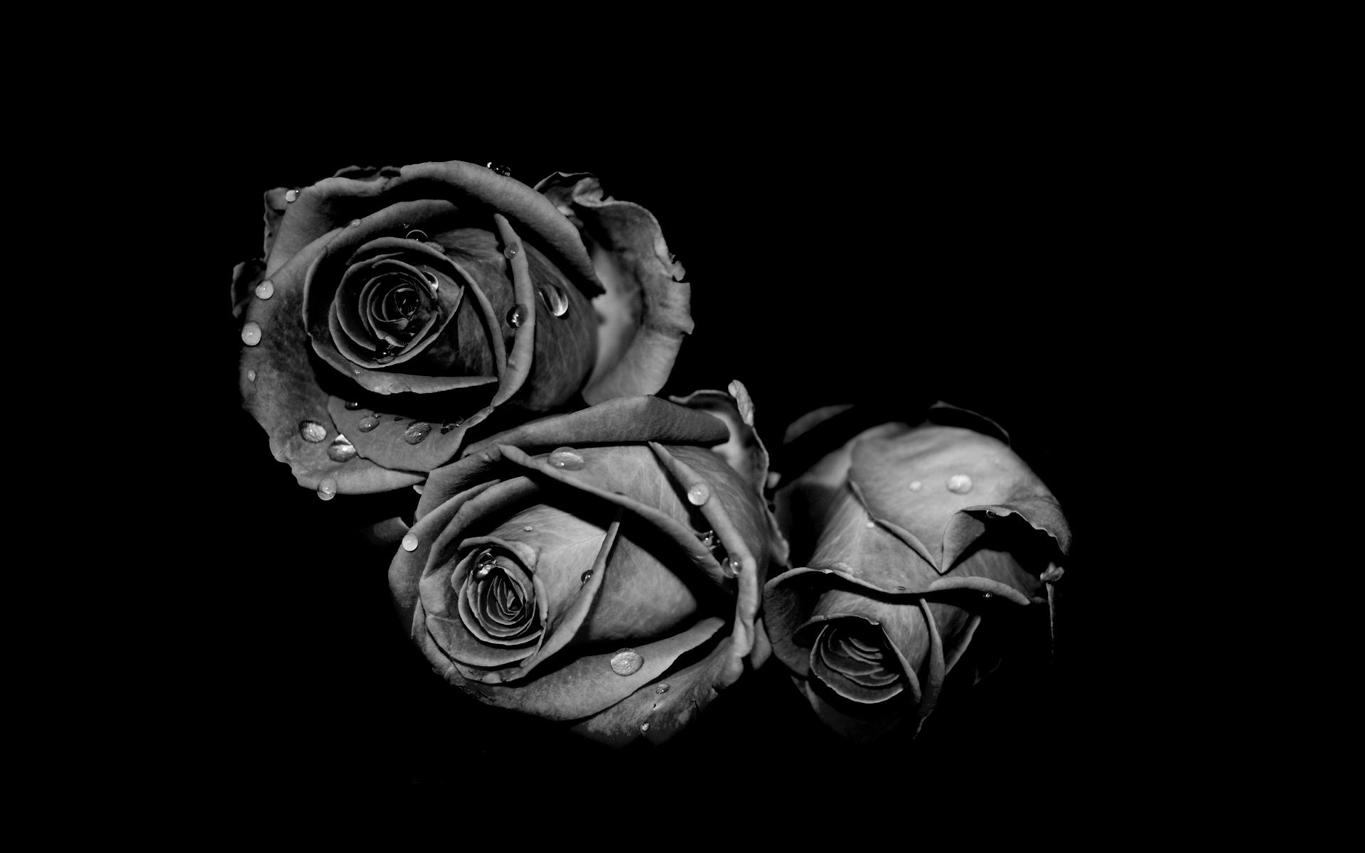 Black and white flowers wallpapers HD | PixelsTalk Net