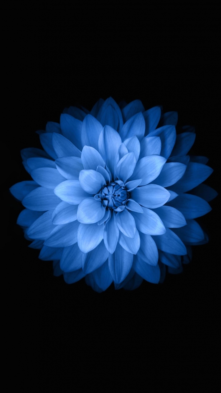 Blue black flower - iPhone 6s Wallpaper