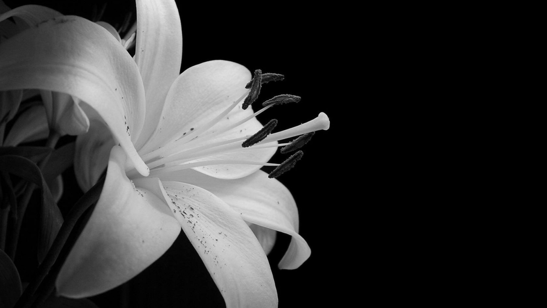 Best Black Flower Images & Wallpapers Behnam Atwater