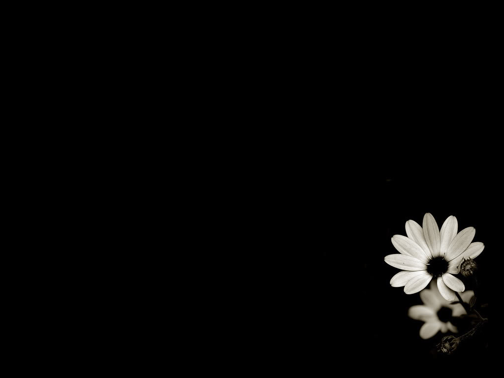Collection of Black Flower Wallpapers on HDWallpapers