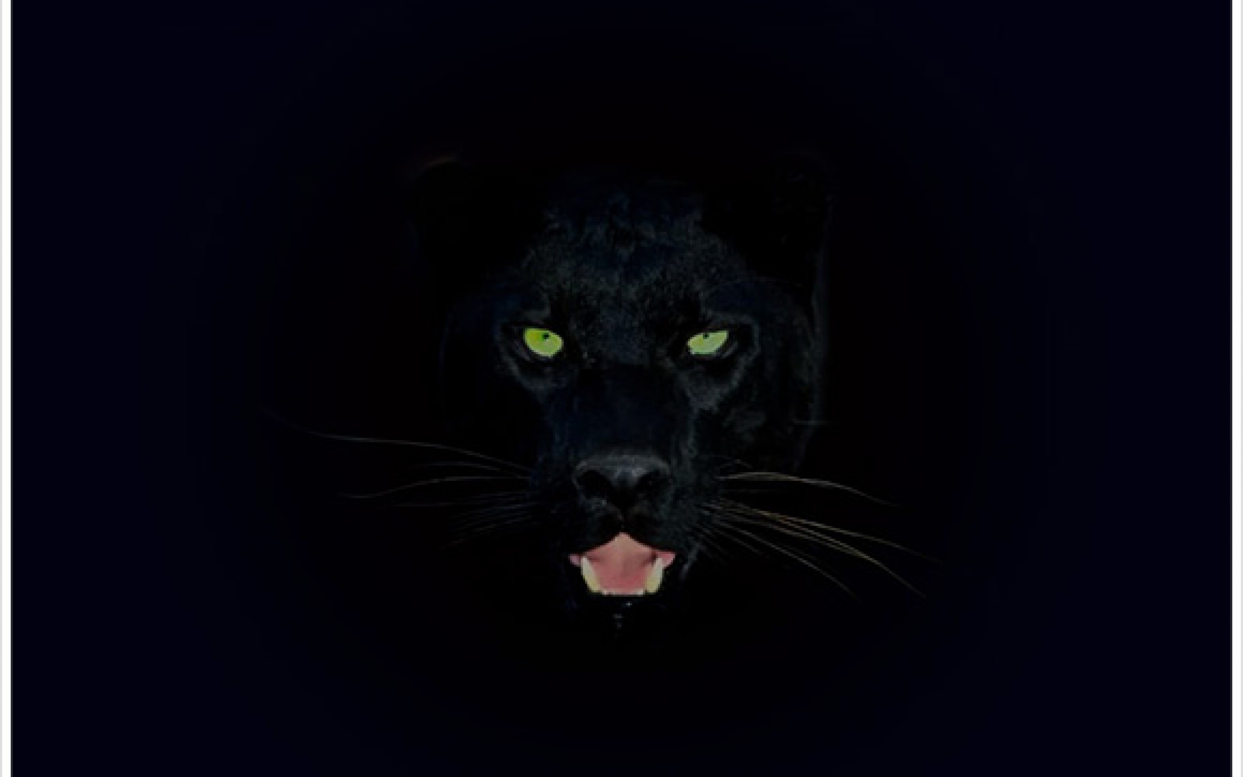 Panther Wallpapers Group (81+)