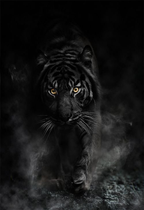 1000+ ideas about Black Tigers on Pinterest | Melanism, Melanistic