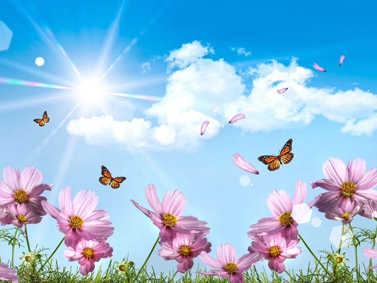 images of flowers and butterflies | flowers flowers wallpaper