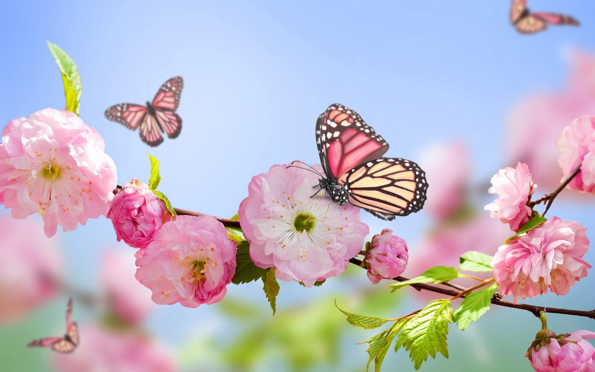Flower With Butterfly Wallpaper HD Download High Quality