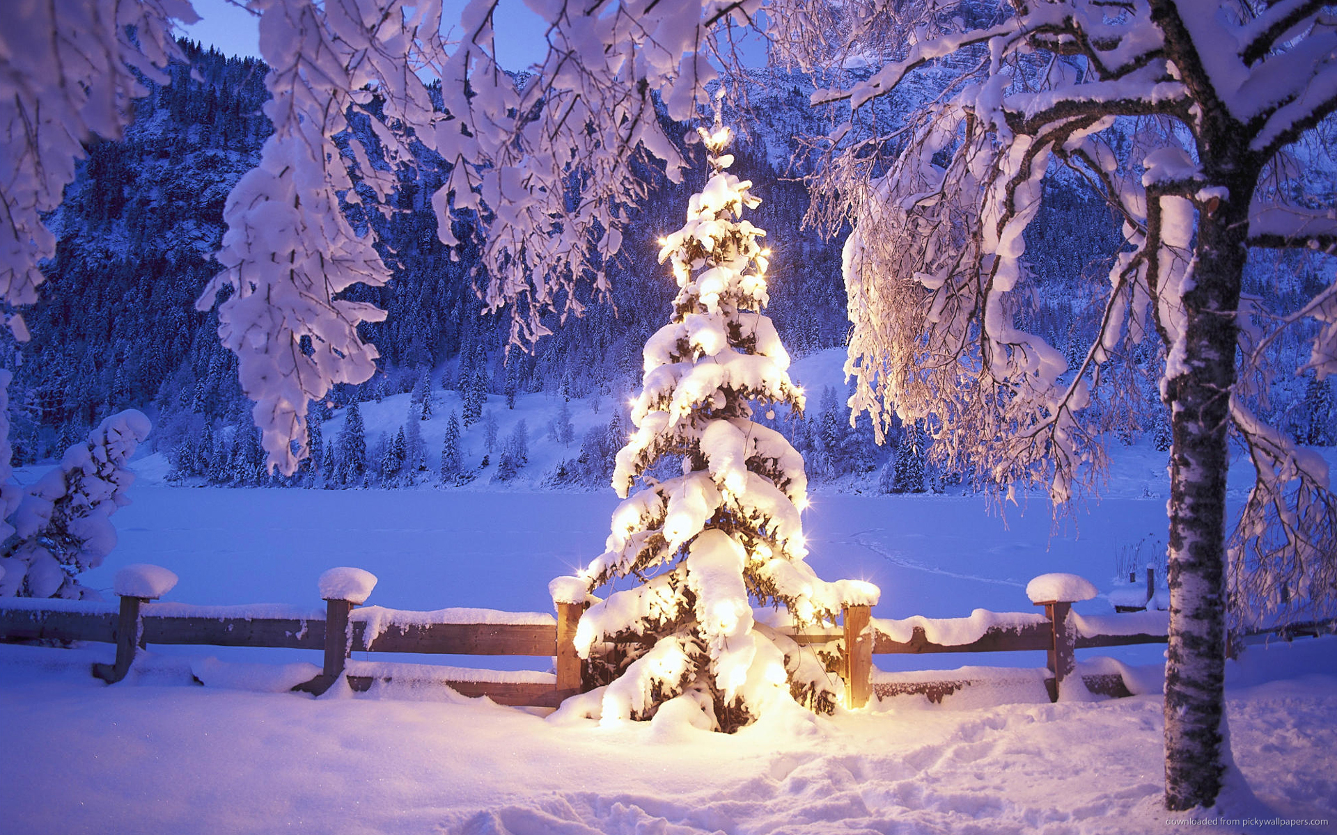 Download 1920x1200 Natural Christmas Tree In Snow Wallpaper