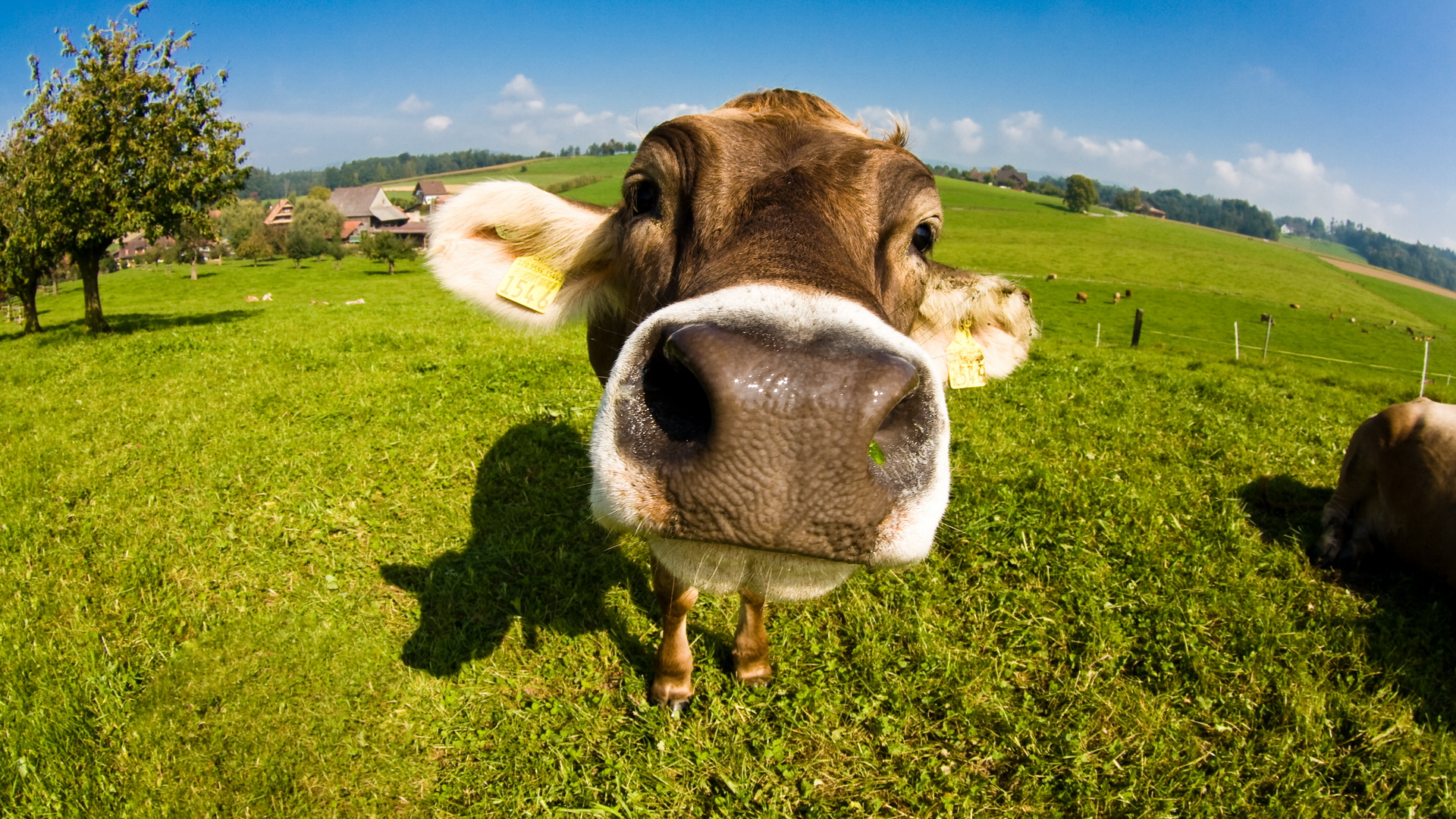 Best HD Wallpaper's Collection: Cows Wallpapers (44) of Cows