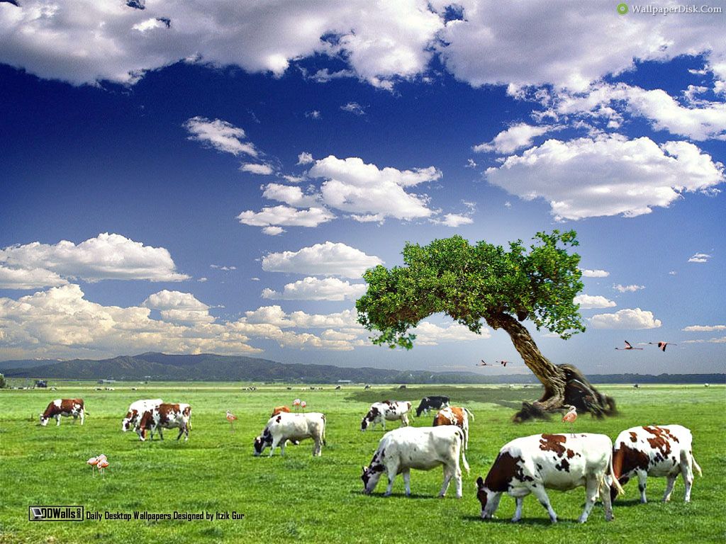 Cows Wallpaper