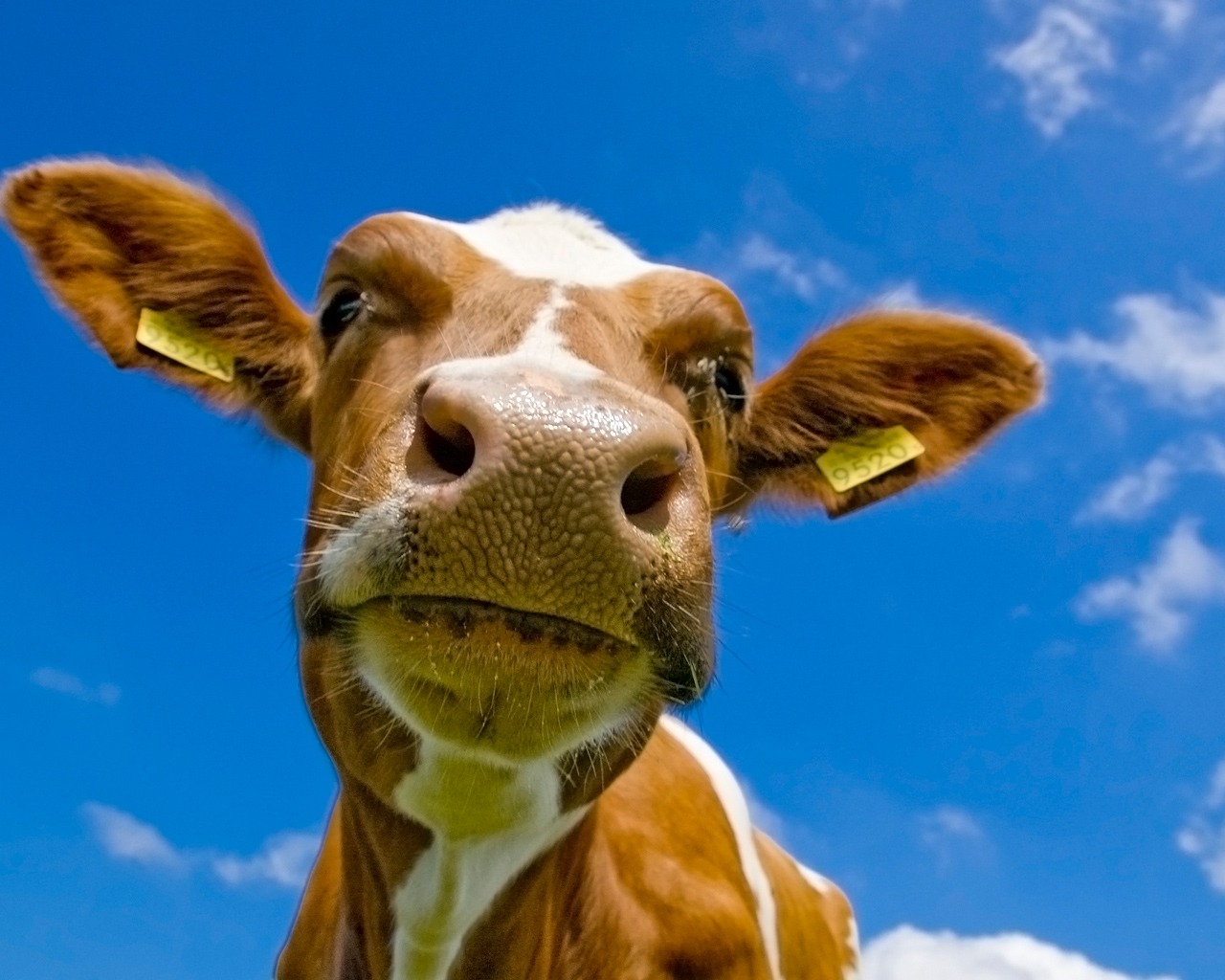 Cow Wallpaper Cows Animals Wallpapers in jpg format for free download