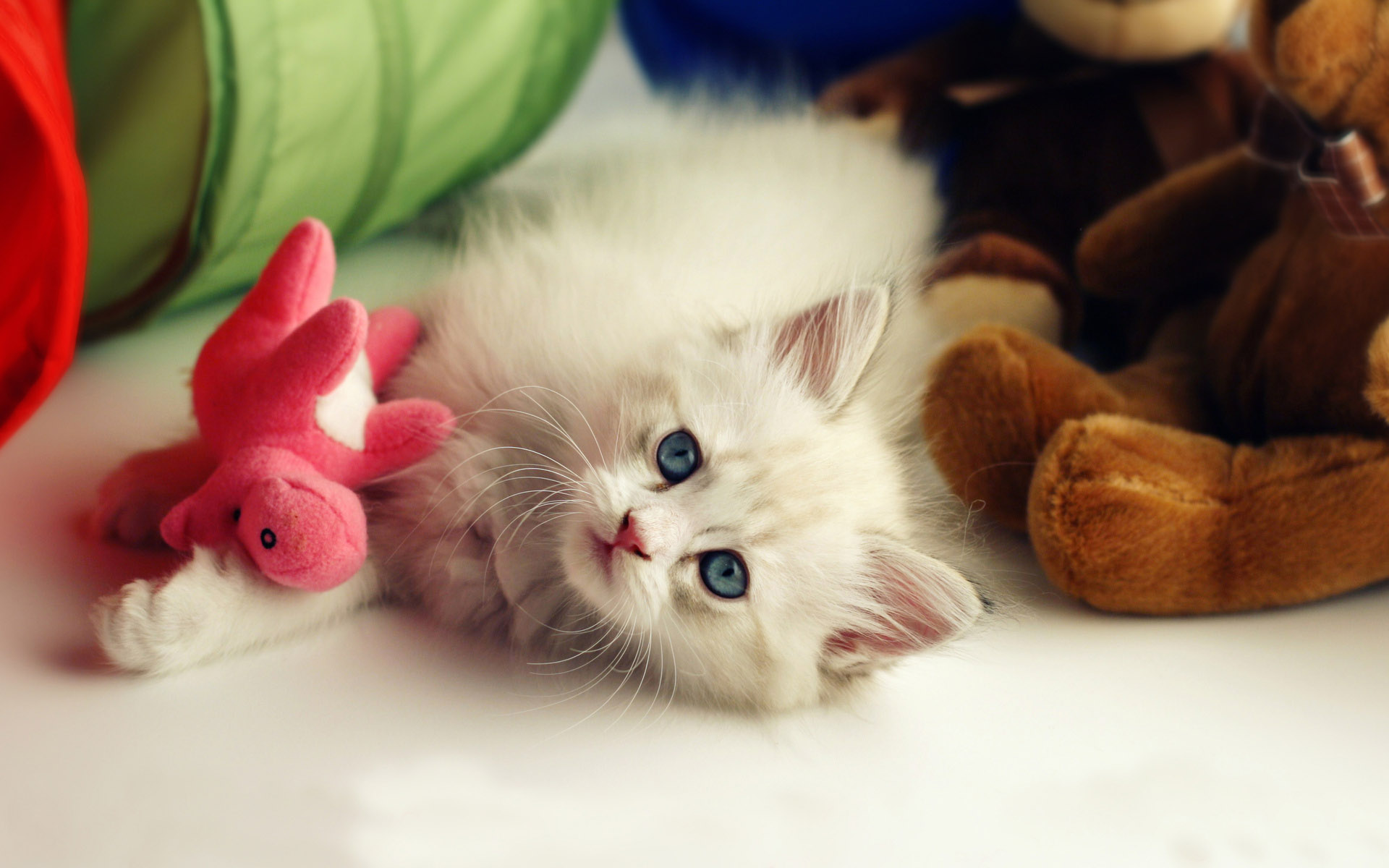 Collection of Baby Cat Wallpaper on HDWallpapers