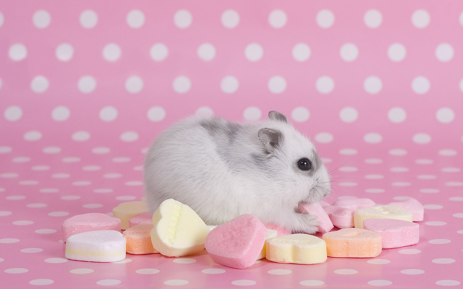 Cute Hamster Wallpaper Page 1
