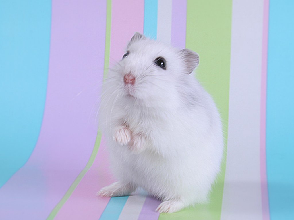 Cute Hamster Wallpapers - WallpaperSafari