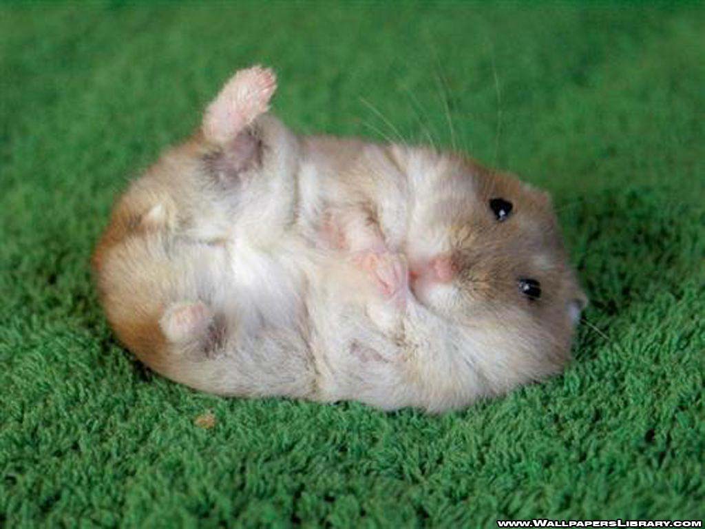 Funny Hamster Wallpapers - Wallpaper Cave