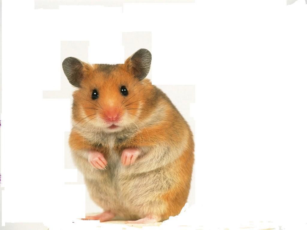 1000+ ideas about Hamster Wallpaper on Pinterest | Hamsters, Cute