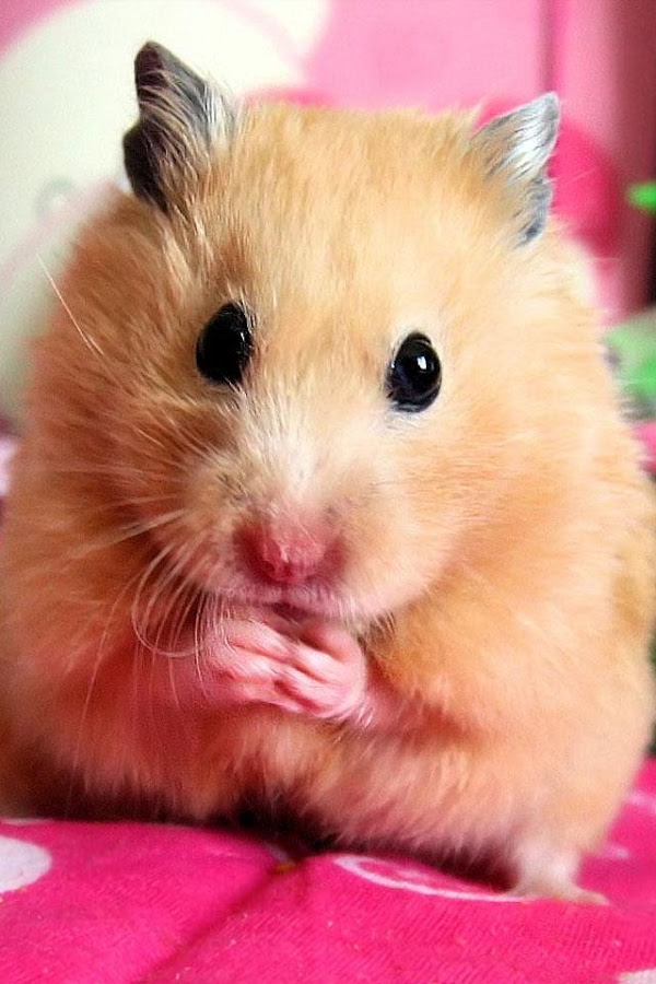 Hamster Wallpaper - Android Apps on Google Play
