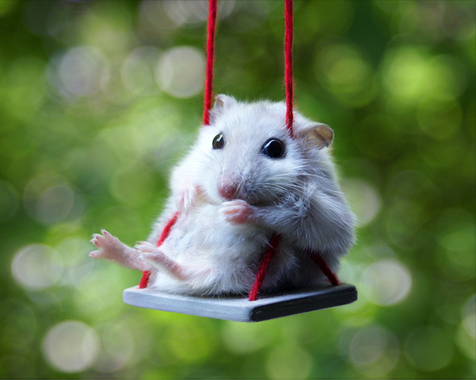 1000+ images about wallpapers hamster on Pinterest | Yellow towels
