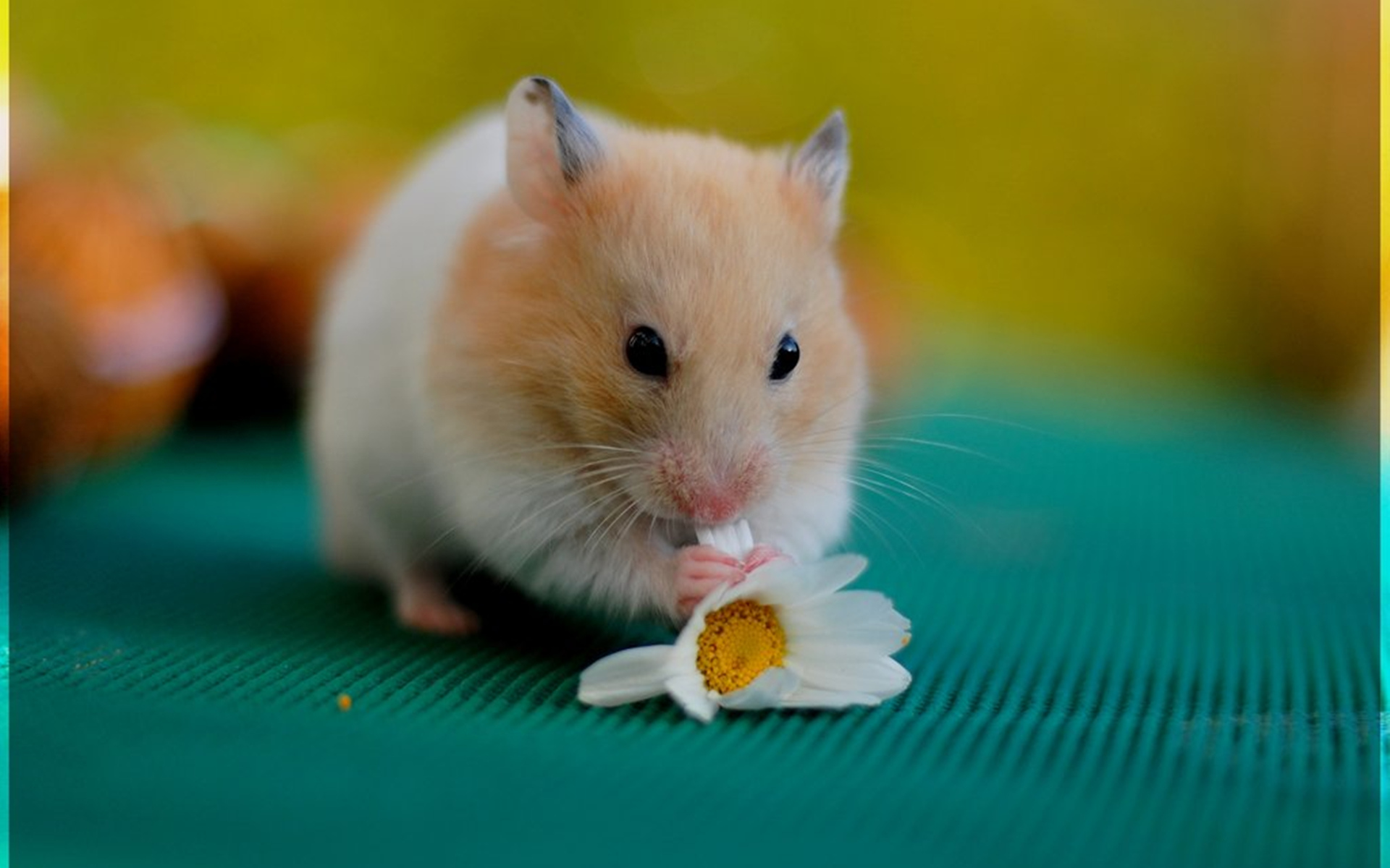1000+ ideas about Hamster Wallpaper on Pinterest | Hamsters, Cute