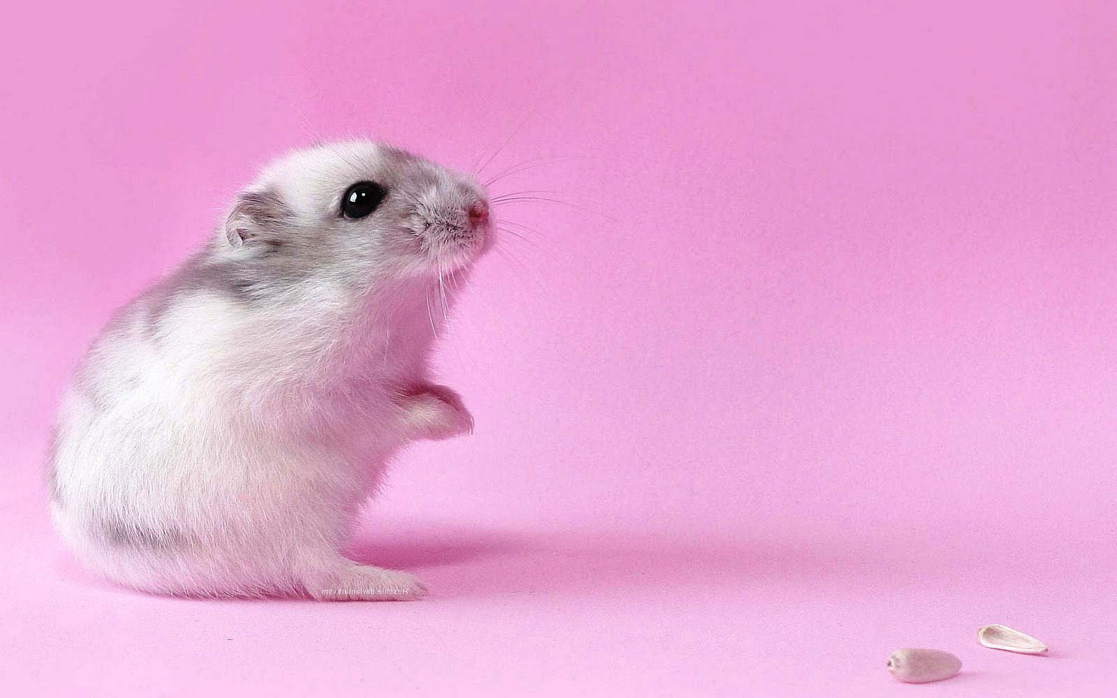 Cute Hamsters Wallpapers HD