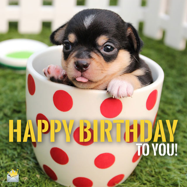 Two Words from cute animals: Happy Birthday!