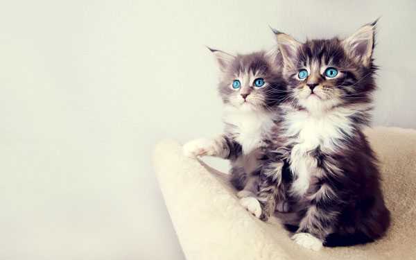 40 Cute Kittens Wallpapers