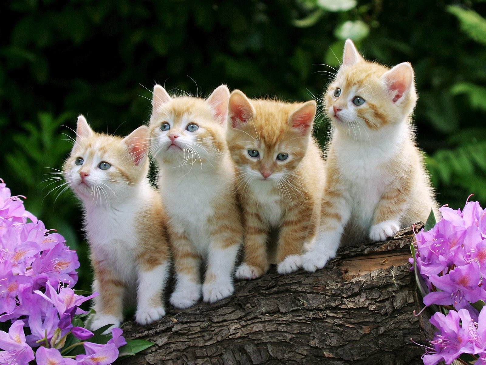 Cute kitty Wallpaper Cats Animals Wallpapers in jpg format for