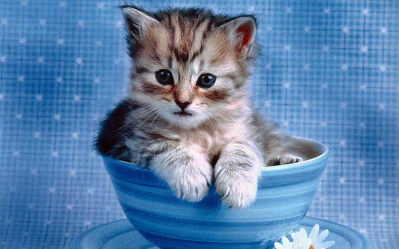 Cute Kitty Wallpaper - WallpaperSafari