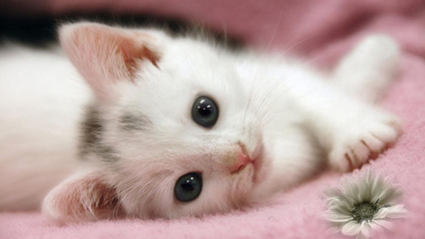 Cute Baby Cats Wallpapers Group (76+)